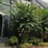 Tree City US: How Germantown Has Grown a Greener Community